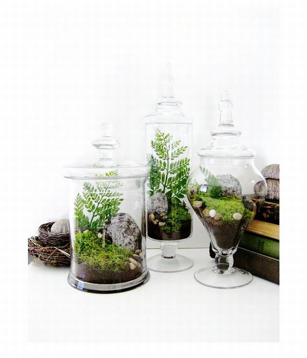 Apothecary Jar Terrarium Set Apothecary Jar Terrarium Set
