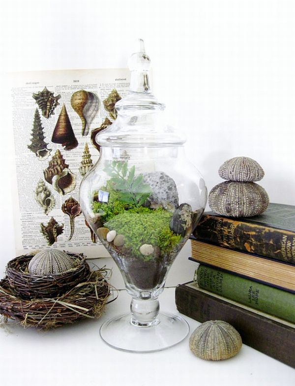 Apothecary Jar Terrarium Set Apothecary Jar Terrarium Set