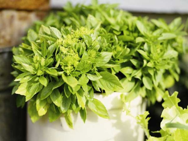 Basil Basil