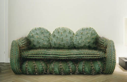 cactus couch cactus couch