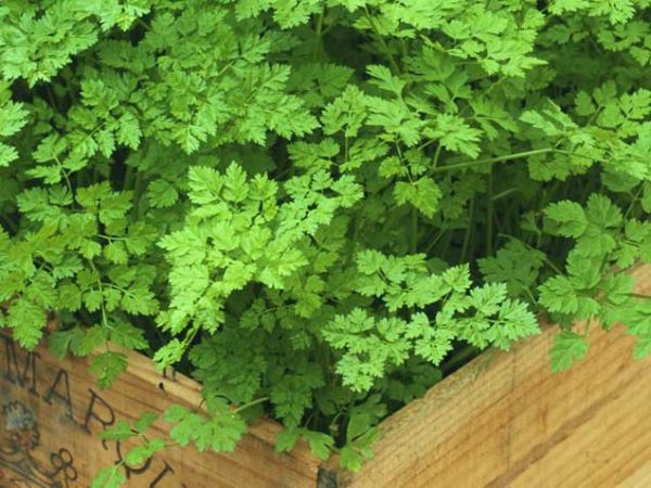 Chervil Chervil