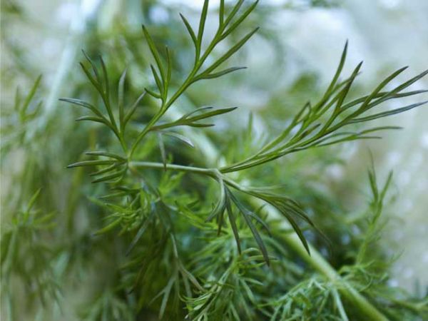 Dill Dill