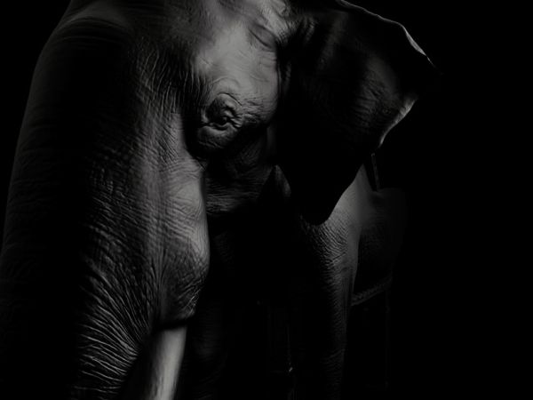 Elephant chair Elephant chair