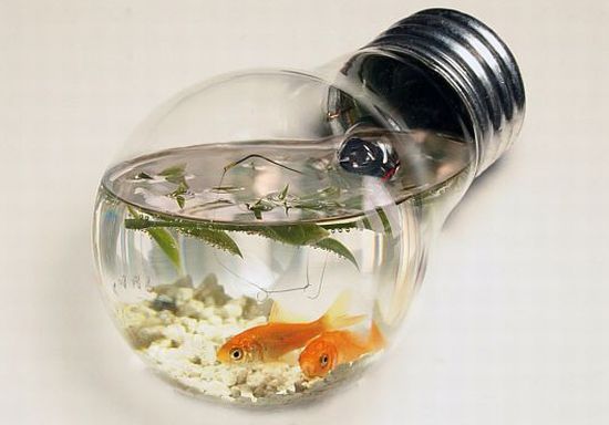 Memilih Mini Aquarium untuk Ikan Hias Kecil image title wzbgt
