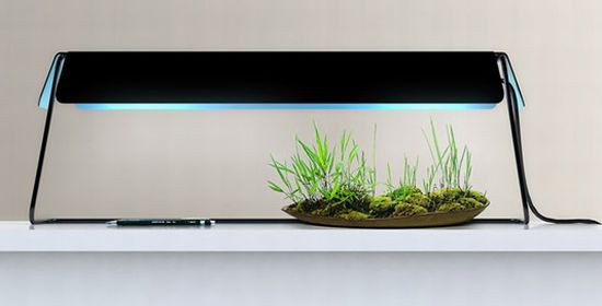 kusamono 1 kusamono 1