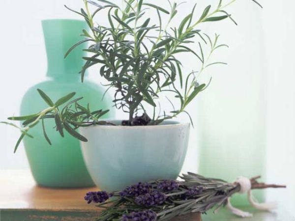 Lavender Lavender