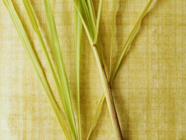 Lemongrass Lemongrass