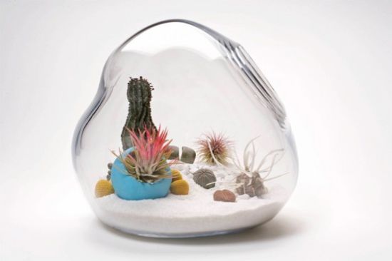 mini terrarium litill