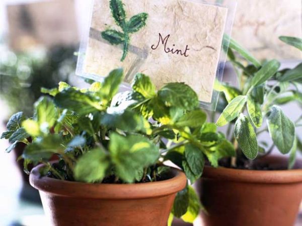 Mint Mint