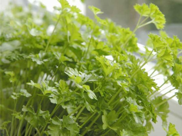 Parsley Parsley