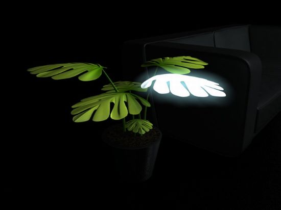 plamp1
