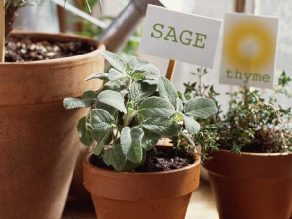 Sage Sage