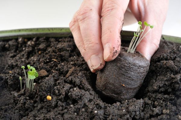 Soil