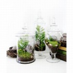 Apothecary Jar Terrarium Set oozes freshness and green style