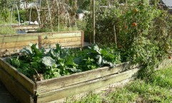 Benefits you can reap with raised garden beds