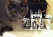 catsensor