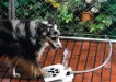 Doggie fountain