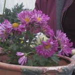 Best indoor flowering plants