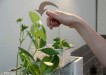 Grow Tank