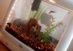 iMacquarium
