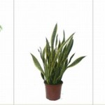 Forever fresh indoor plants