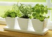 Kitchen Herb