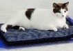Make your pet feel cozy with amazing furniture items!