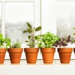 Rewarding herbs for your kitchen garden