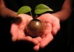 seedling