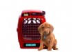 top dog image
