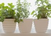 Windowsill herb garden