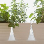How to plant a windowsill herb garden