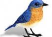 bluebird electronic bird
