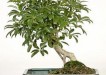 green tree