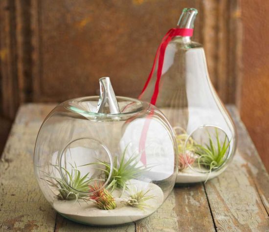 air plant terrariums1 air plant terrariums1
