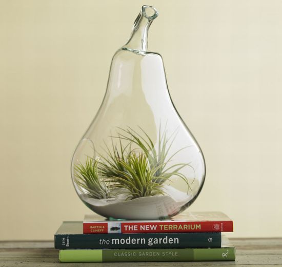 air plant terrariums2 air plant terrariums2