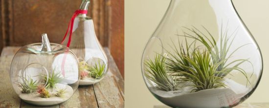 air plant terrariums air plant terrariums