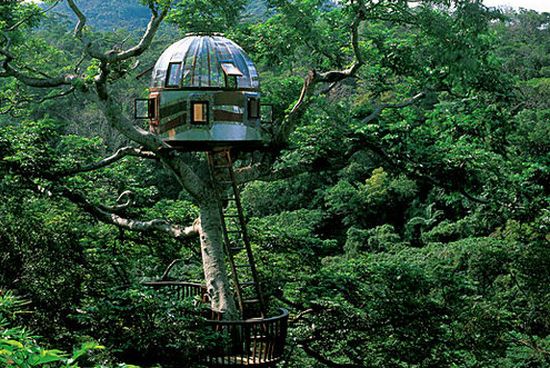 beach rock treehouse beach rock treehouse
